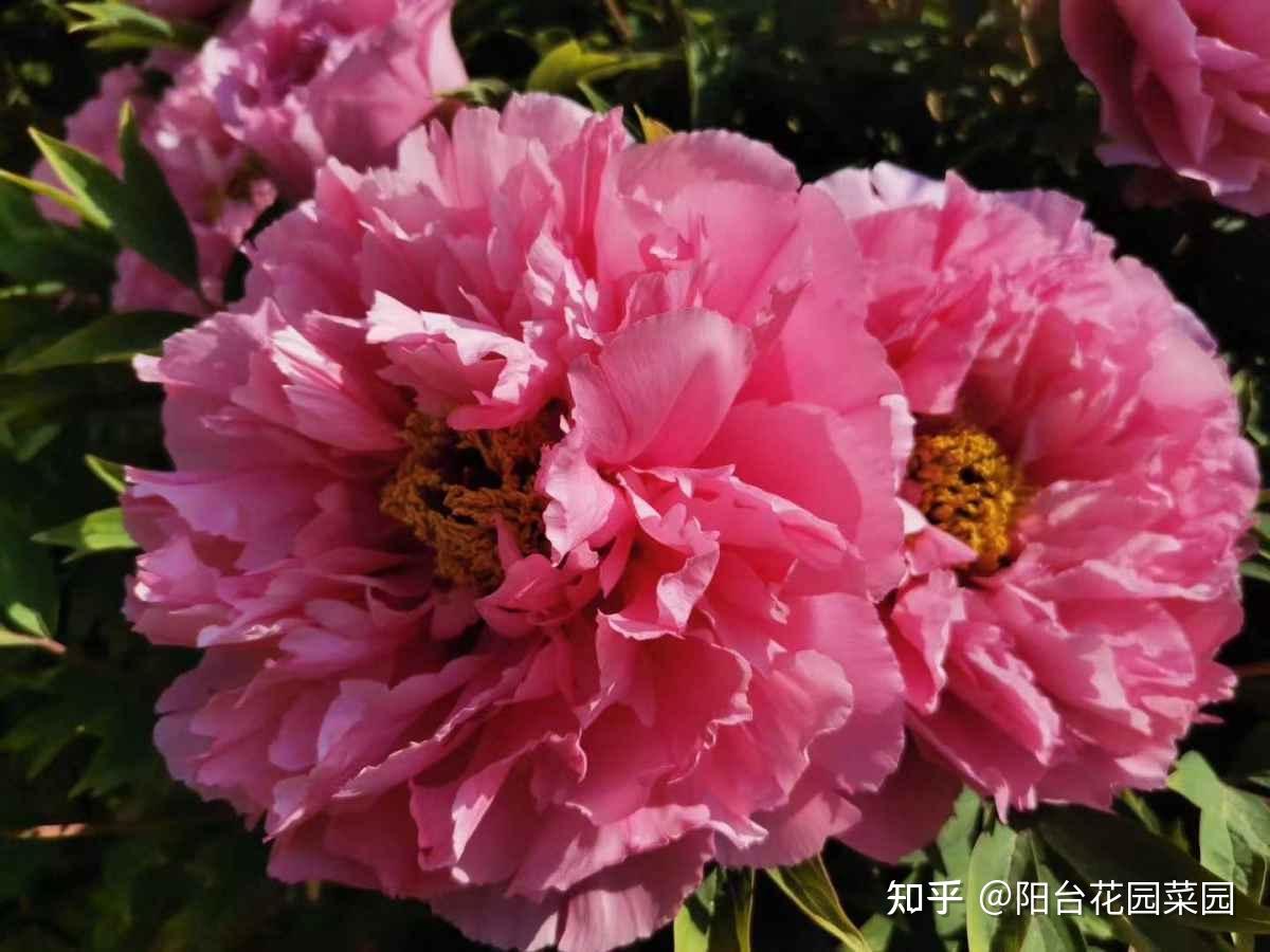 8种"富贵花"自带好运,花大优美,能养几十年,能值很多钱