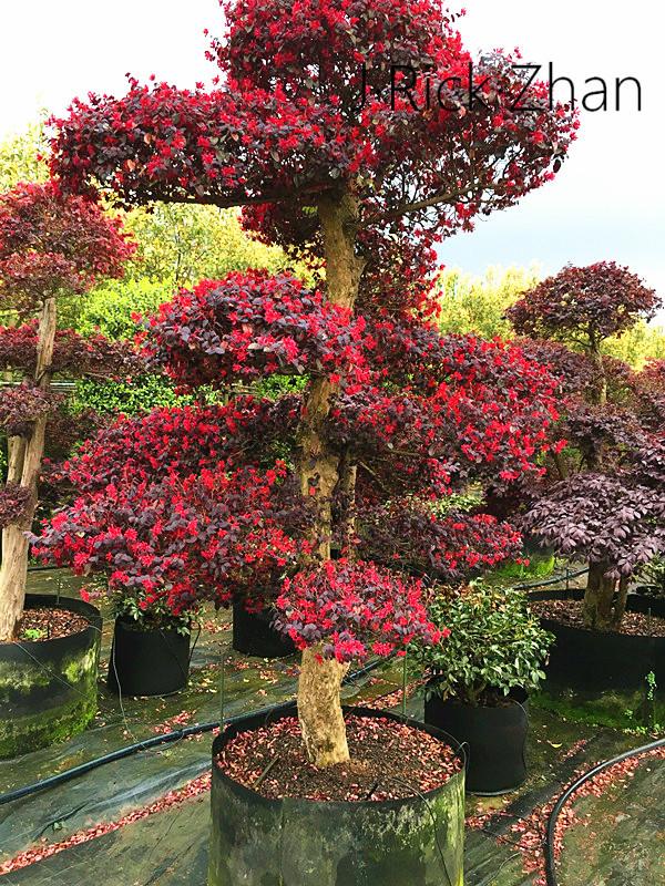 （园林造景）景观植物的应用——灌木之美 - 知乎