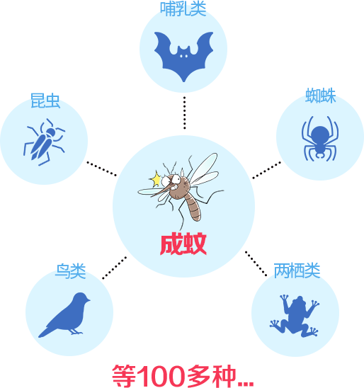 环境防制—遏制蚊子卵,幼虫,蛹的发育