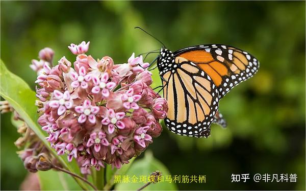 什么是生物共栖关系？看一看自然界中生物共栖关系的10个例子。 - 知乎