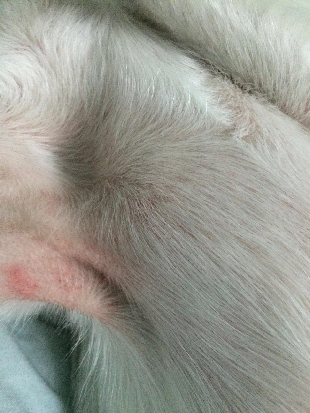 狗皮毛上感染螨和蚤的特写照片摄影图片_ID:134641779-Veer图库