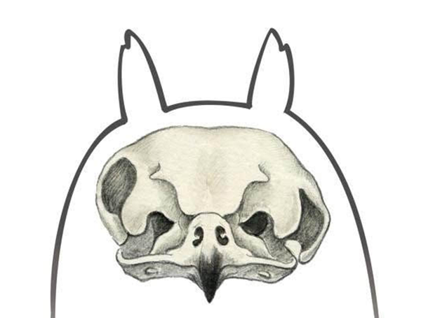 猫头鹰的耳朵,大多都是左右不对称的.