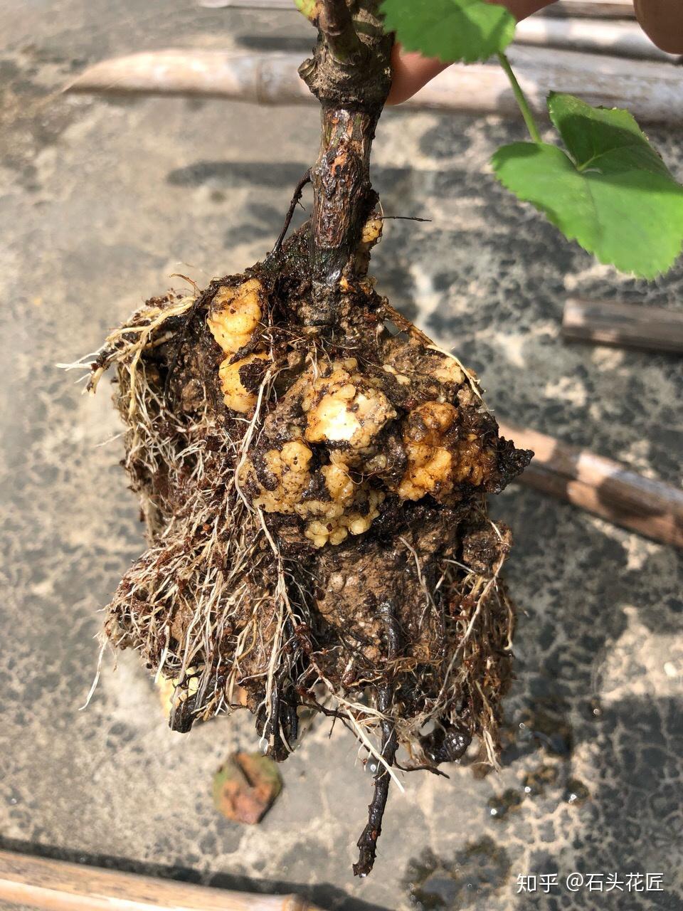 根瘤切掉,然后准备代森锰锌,制成1000倍的水溶液,将月季植株的根部和