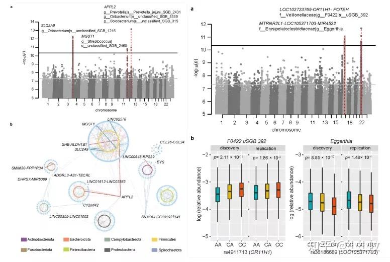 华大研究院两篇Cell Discovery阐述宿主基因组对菌群组成的重要影响 - 知乎