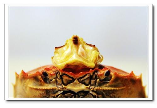 现在我们还可以看见蟹壳里苦坐着的"法海",只不过需要一些想象力,仔细