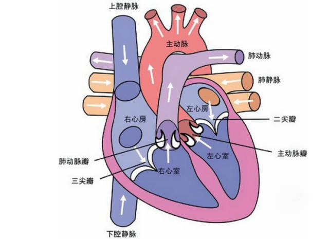 心脏的结构图简易图片