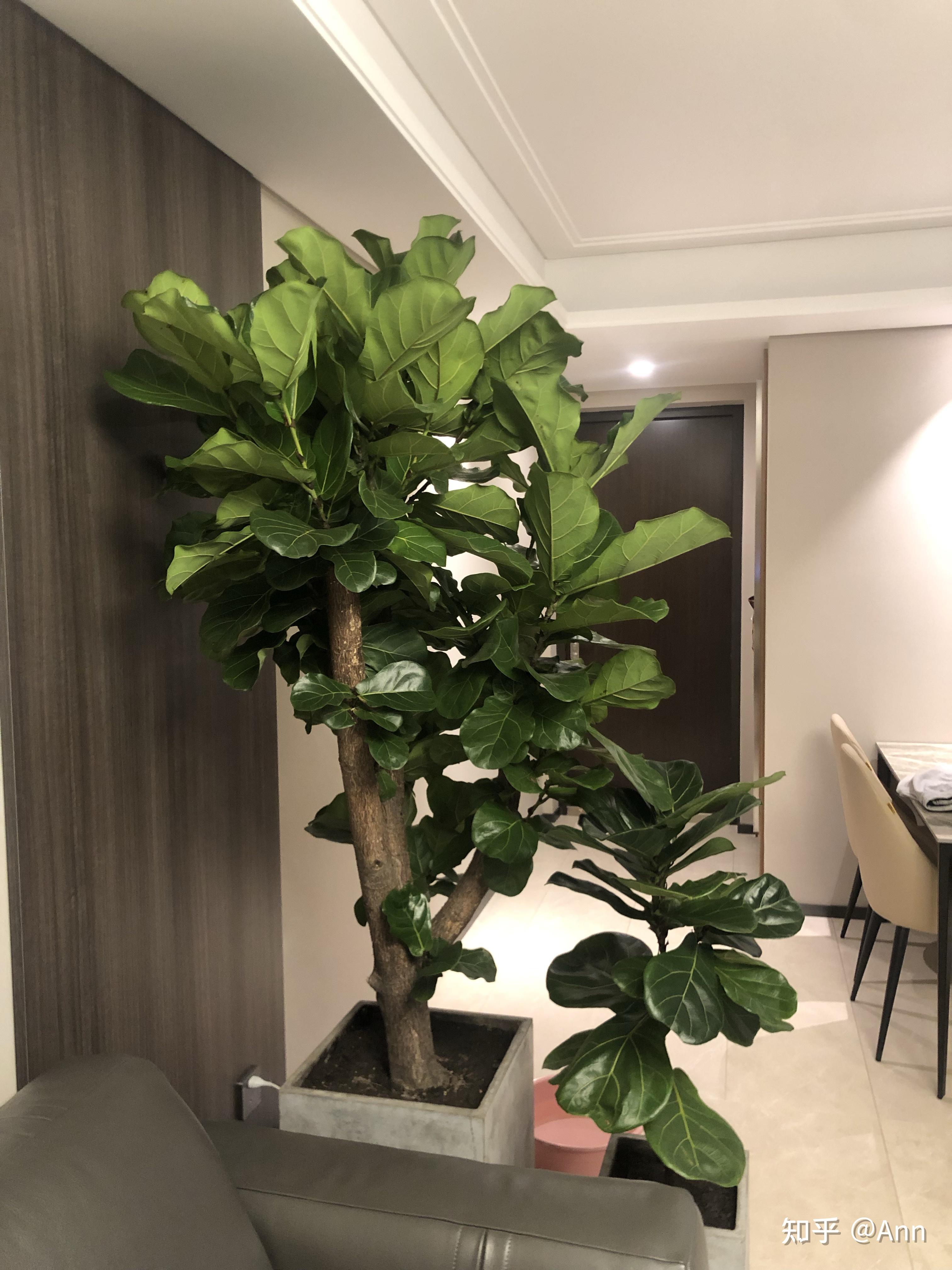 琴叶榕树干怎么了 - 知乎