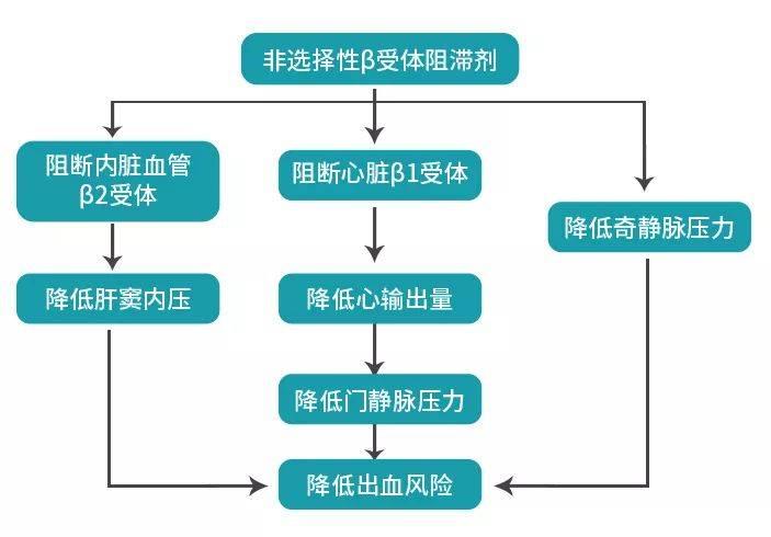 肝硬化门静脉高压形成的机制主要是肝内阻力增加和门静脉血流量增多