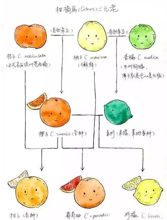 这是橙色用英文怎么回答 橙色英语 12种颜色英文发音