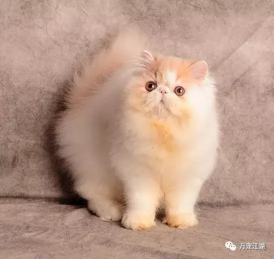 猫咪毛色遗传规律 知乎