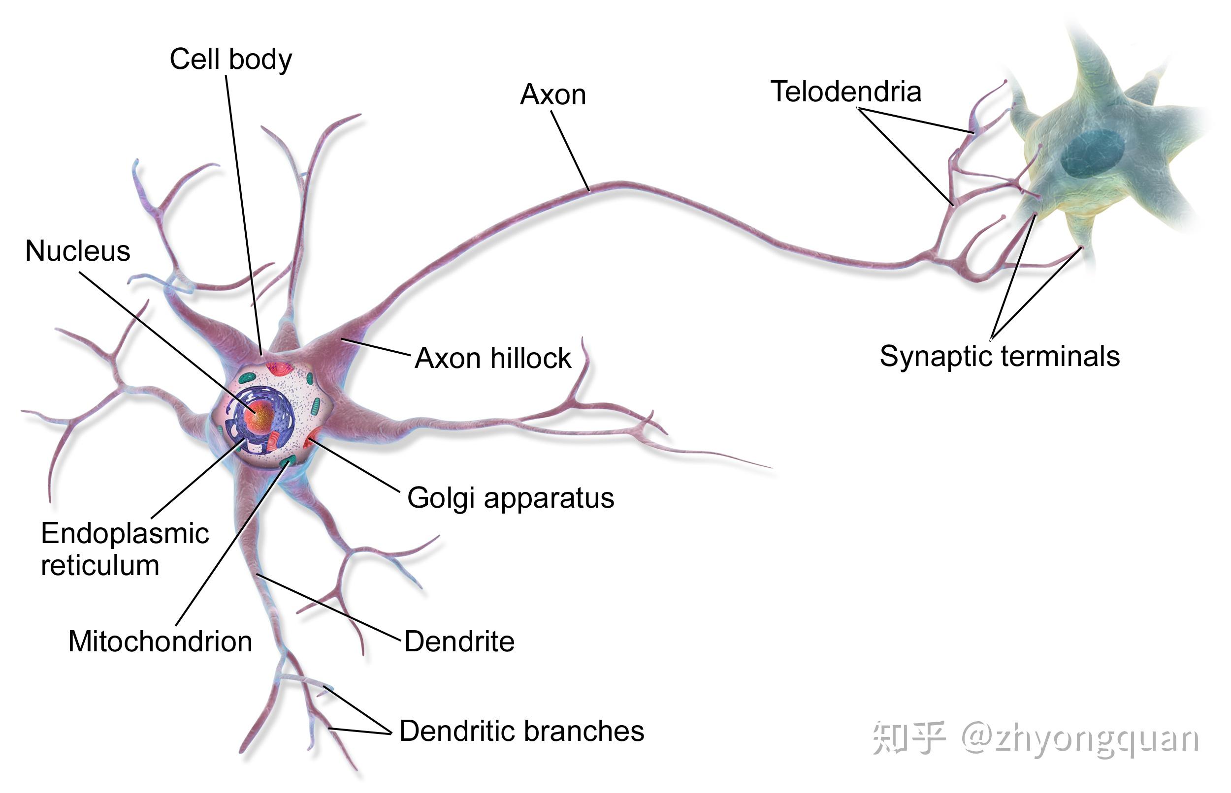 神经网络灵感来自于生物大脑,由大量的神经元和突触组成