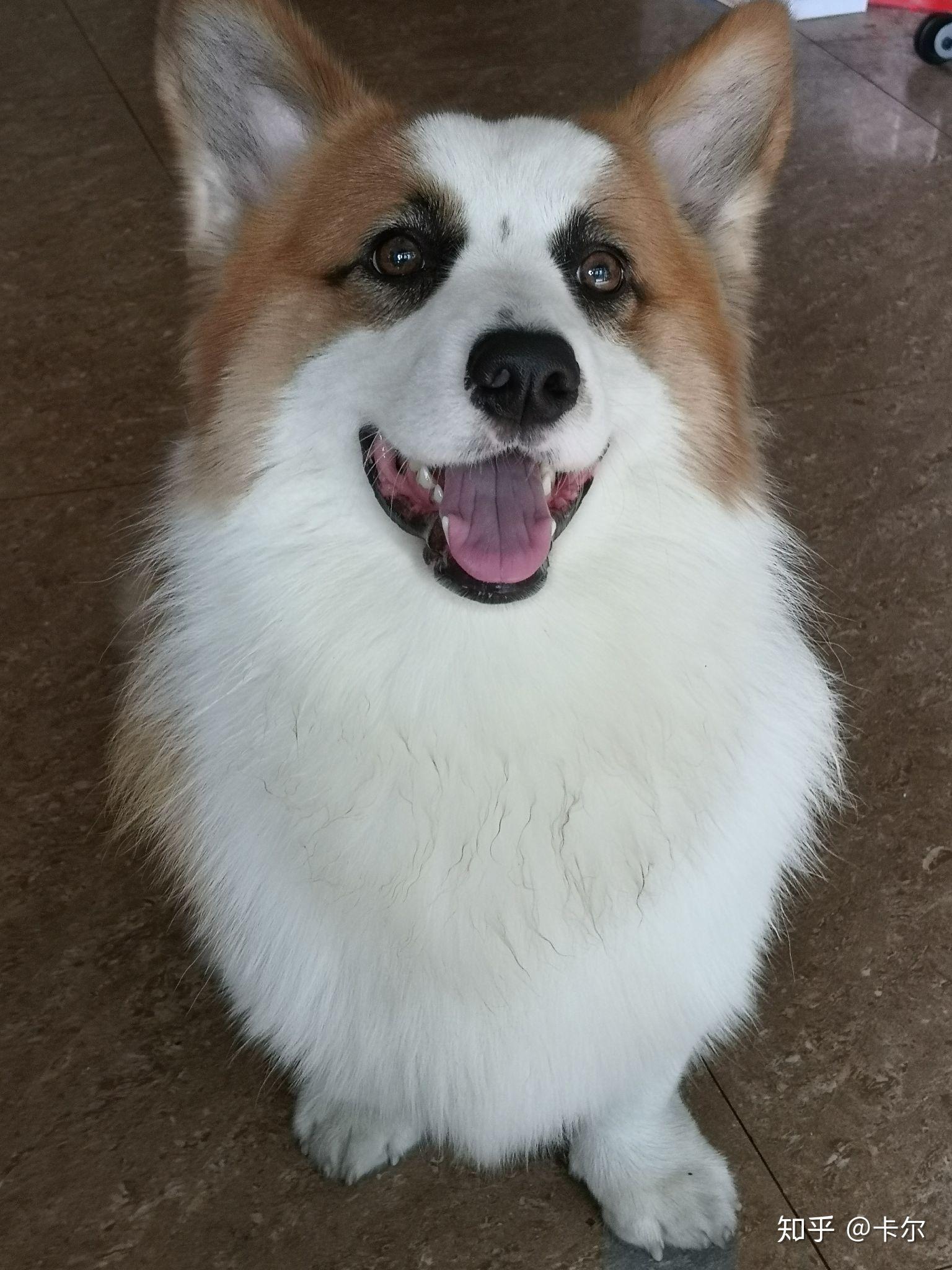 长毛鸡真是太美了