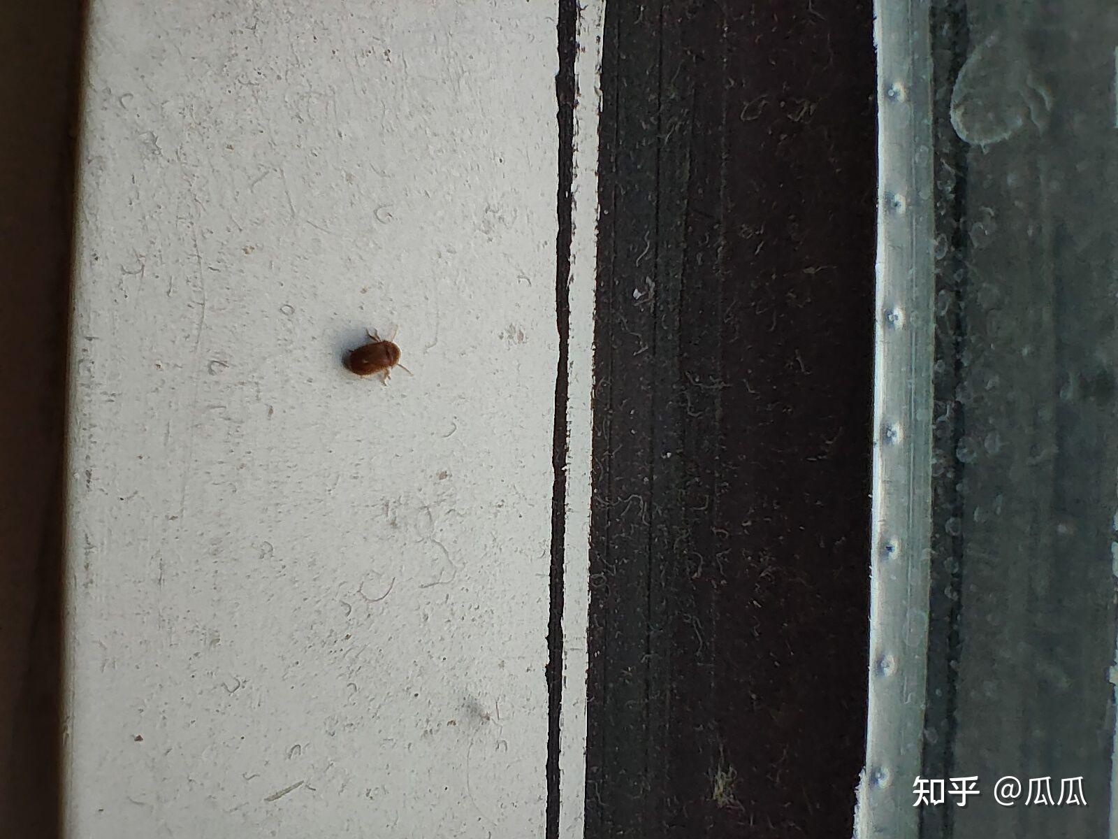 家里常见黑色的虫子图片