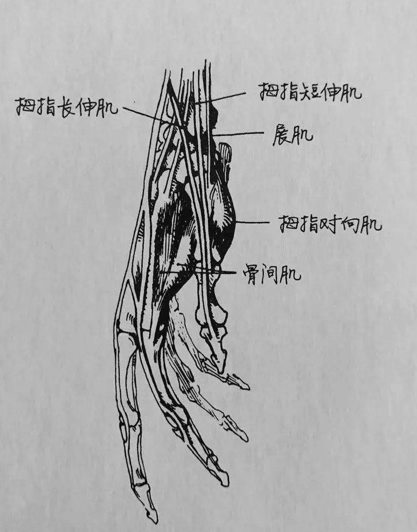 手部骨骼、肌肉结构 - 知乎
