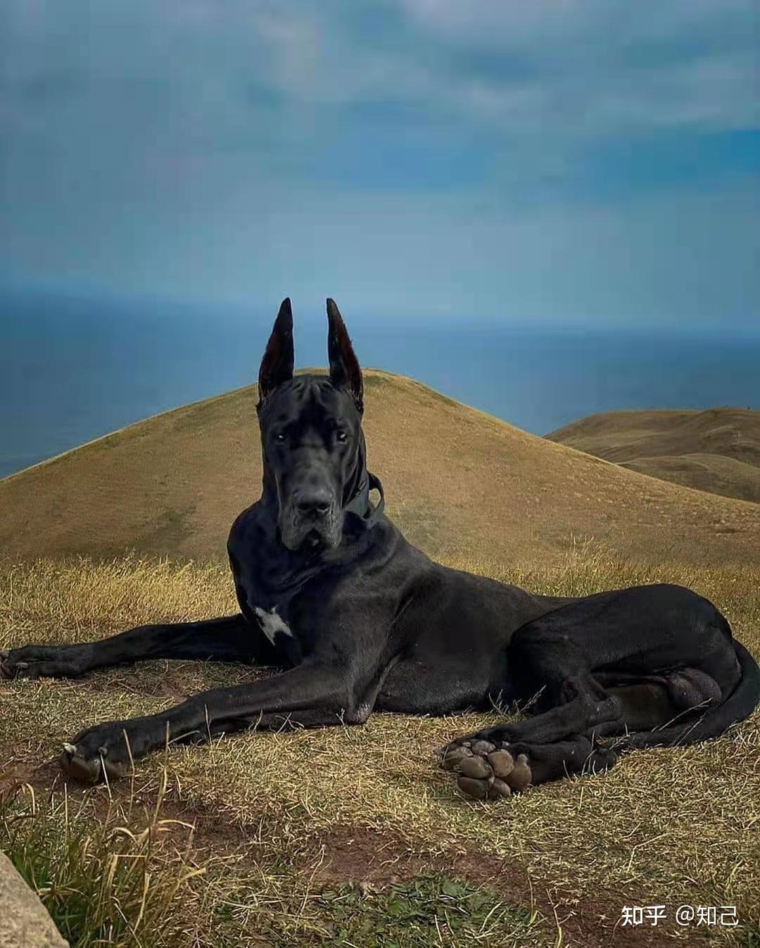 名犬大全大型图片