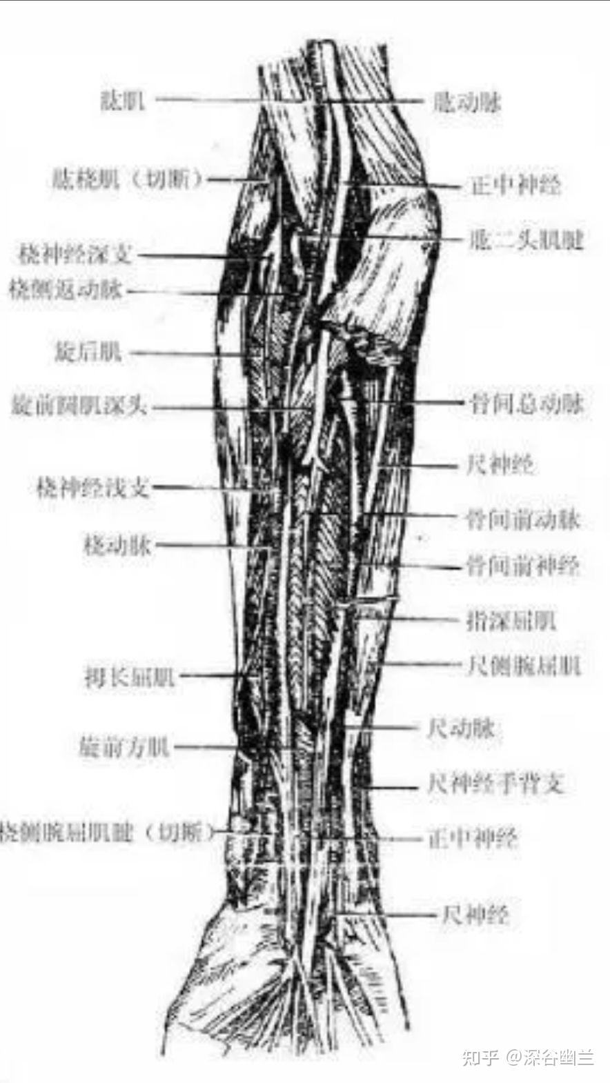 226,大陵(da ling)在腕掌橫紋的中點處,當掌長肌腱與橈側腕屈肌腱之間