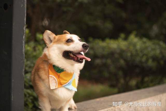 贵阳男子打死柯基后续:5人上门滋扰,警方依法传唤,结局舒爽 - 知乎