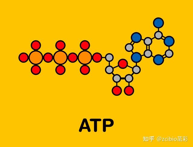 腺苷三磷酸（ATP）液相（HPLC)|茁彩生物 - 知乎