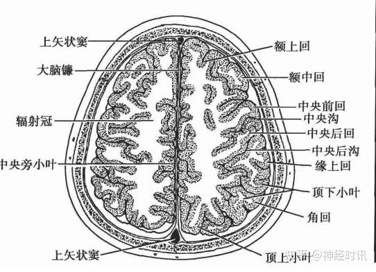 头部结构的断面解剖学特点