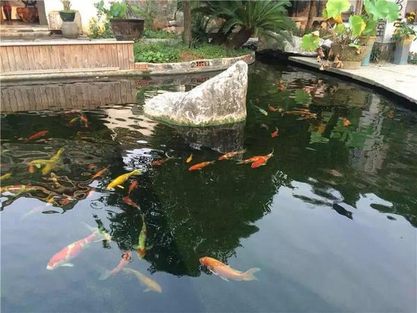 白兰特短鲷_水质检测仪 区别水质色度仪_短鲷的水质