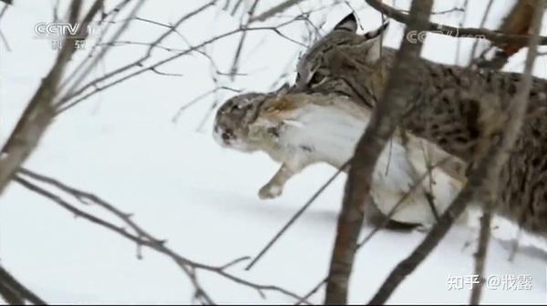 敢与虎狼相争,“恣意”在食物链顶端的大猫—猞猁 - 知乎