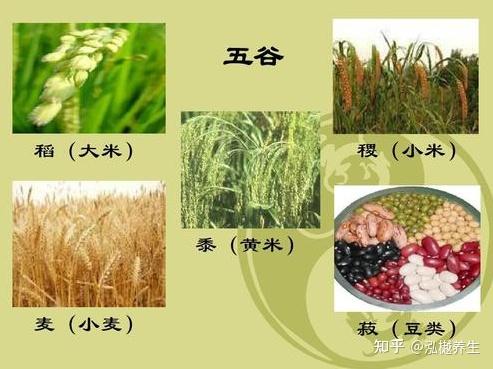 你知道什么是全谷食物吗?哪些算是粗粮？哪些算是细粮？