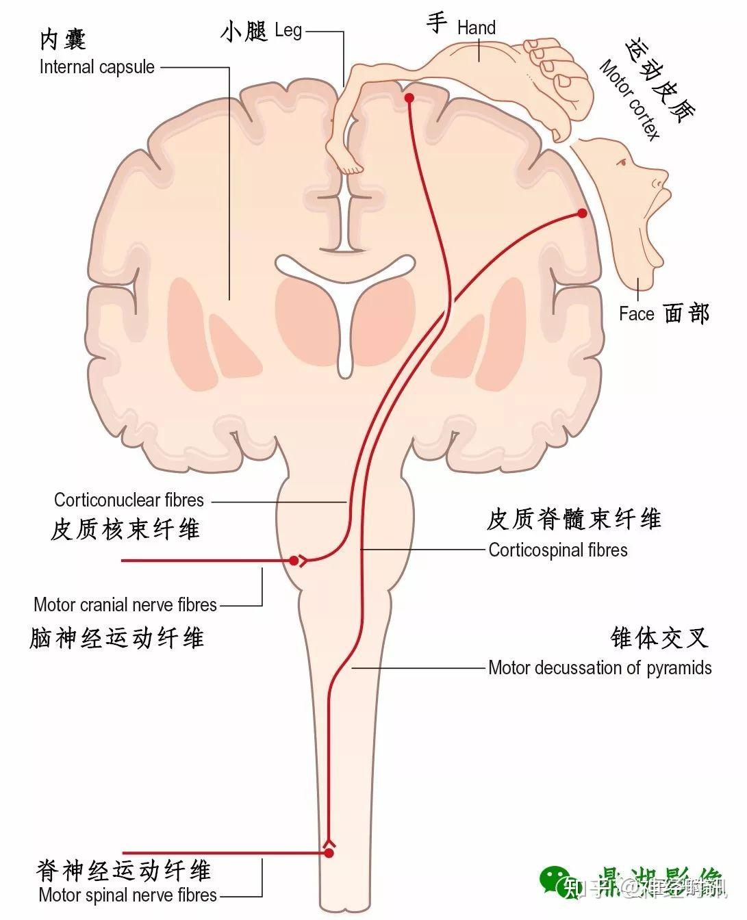 中枢神经系统脑