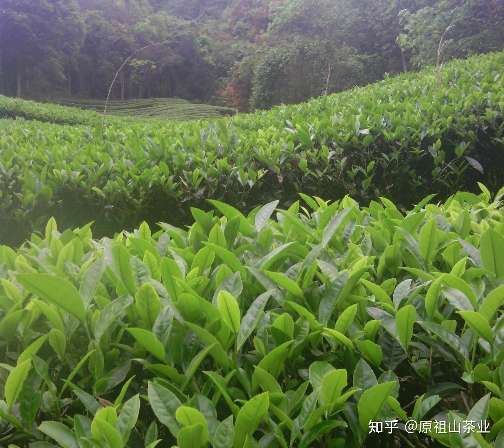 高山茶有哪些品种?高山茶有哪些种类? - 知乎