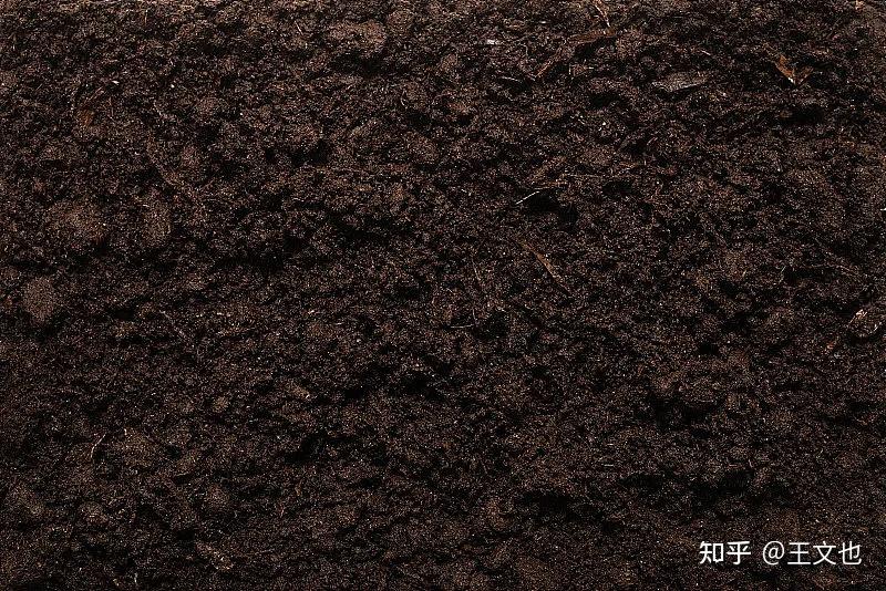 半夏先生白话选：舌诊探微（一）汤勺舌 - 知乎