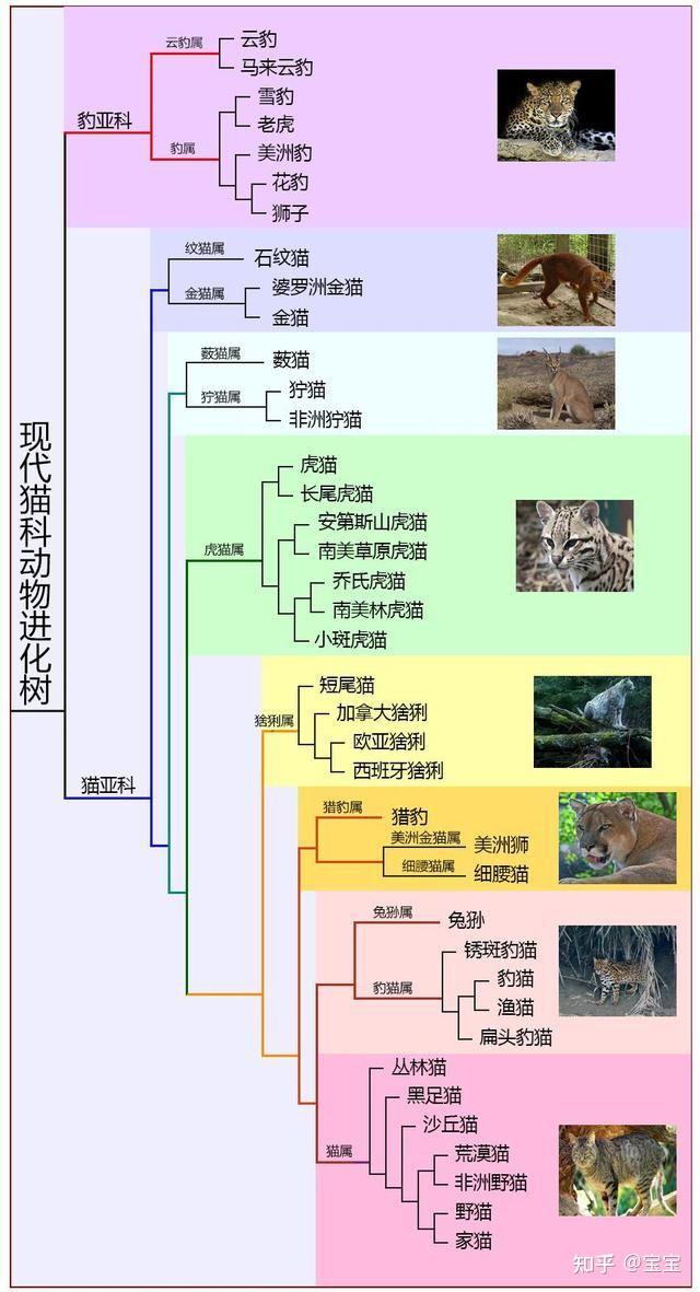 动物进化的历程示意图图片