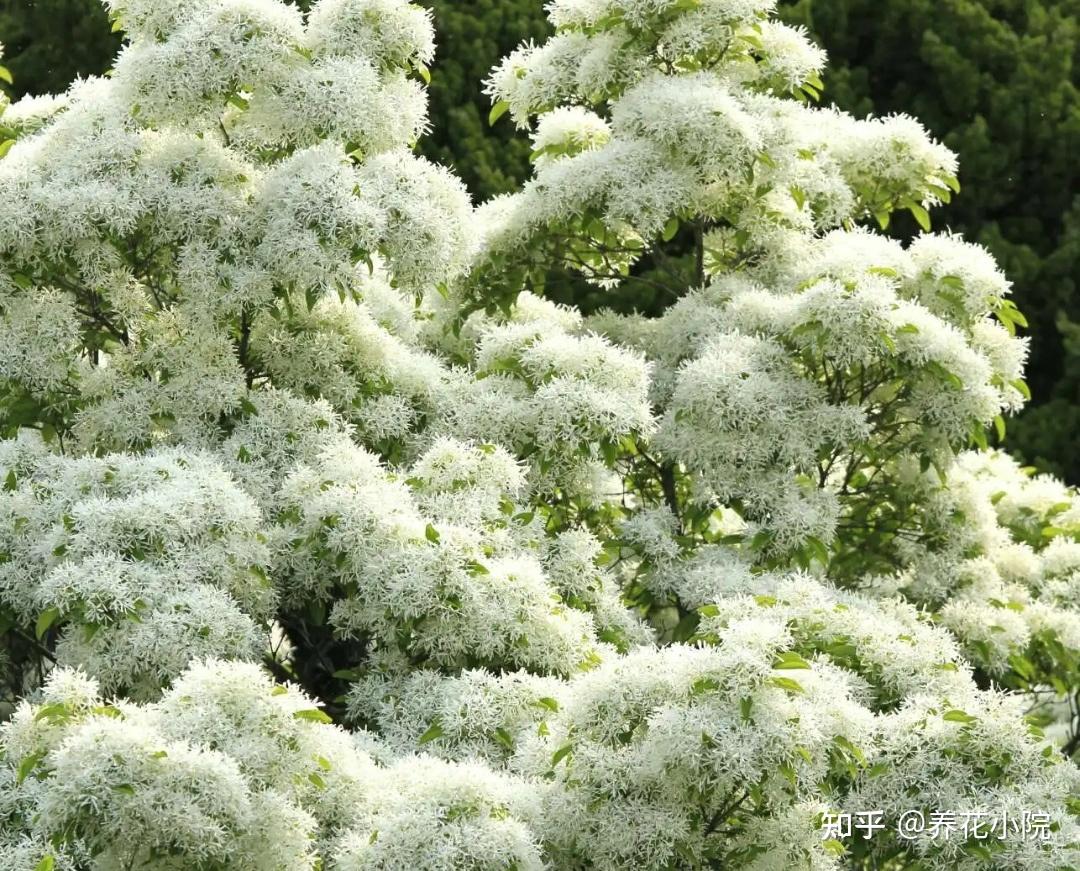 院子里栽上5种“花树”,开花似“瀑布”,漂亮又壮观 - 知乎