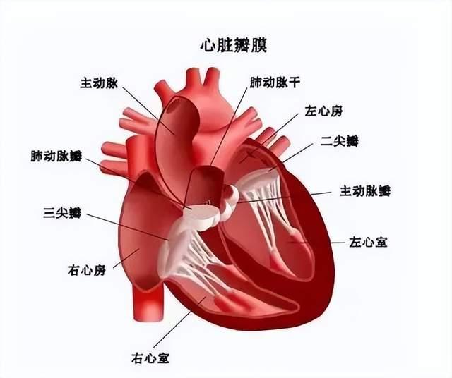 先上一张心脏结构图