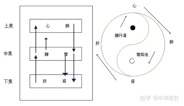 中医的三焦四分模型之上篇 - 知乎