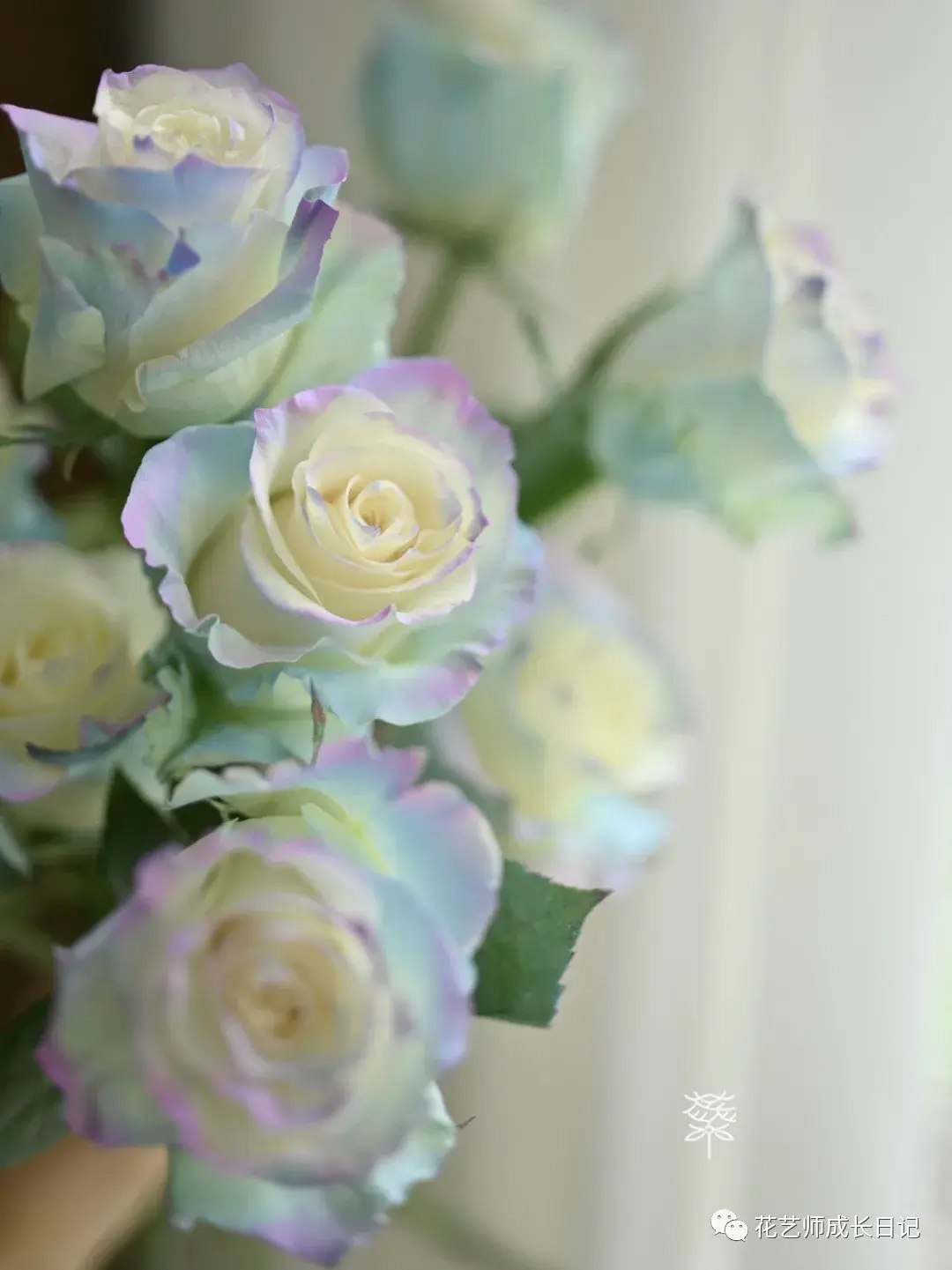 100朵玫瑰vol15北极光玫瑰如北极光般梦幻的颜色