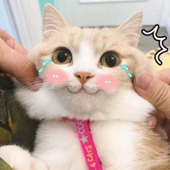 沙雕文案猫,沙雕猫咪文案