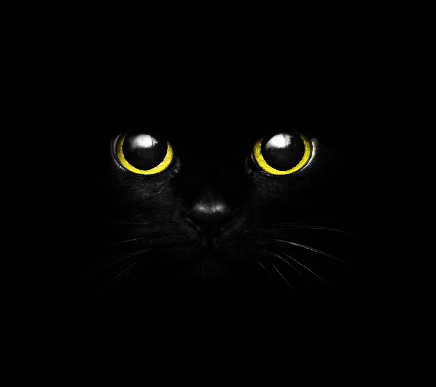 【摄影】黑白猫片|摄影|宠物摄影|一本本无道 - 原创作品 - 站酷 (ZCOOL)