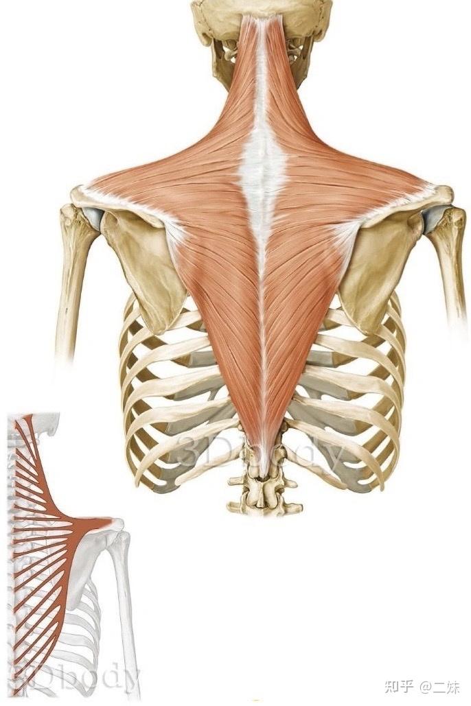 医学背部肌肉图解图片