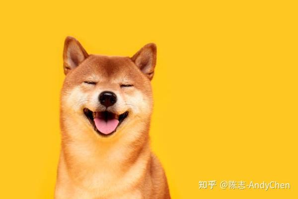 想养柴犬的人必看 养柴犬的诀窍 知乎