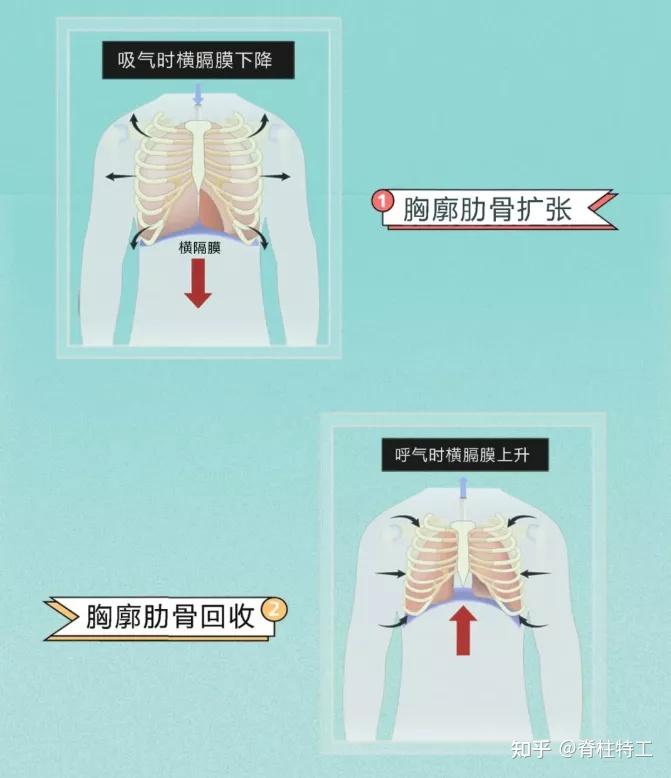 肋骨外翻如何專業康復建議收藏