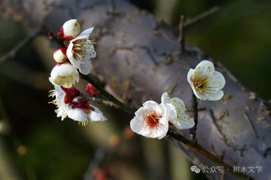 香雪海不止一种！园林人必藏的梅花品种选择指南！ - 知乎