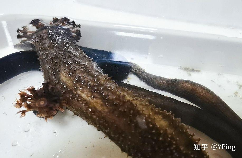 扒拉出来一堆软体动物,某生物博士告知这是海棒槌(肉质没那么好的海参