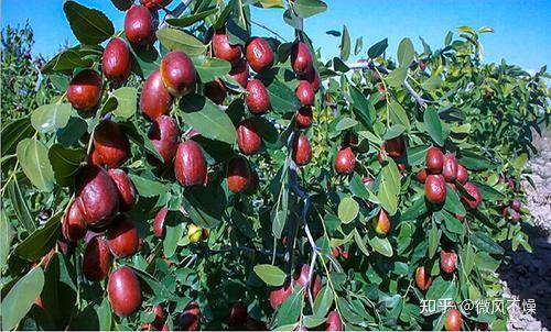 新疆红枣基地直供