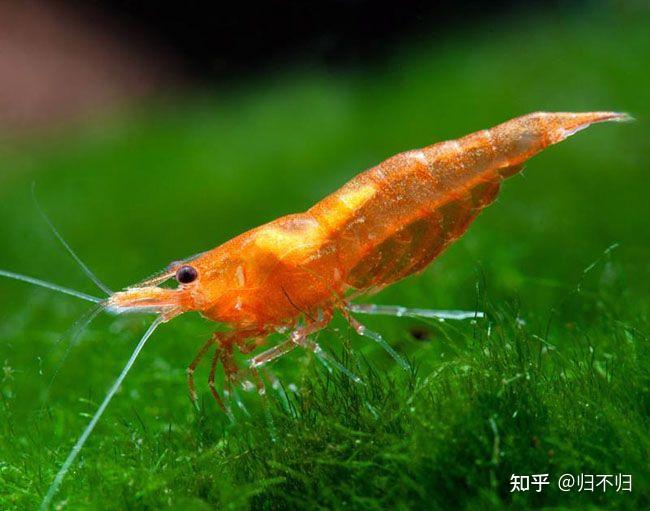 常见观赏水族之樱花虾