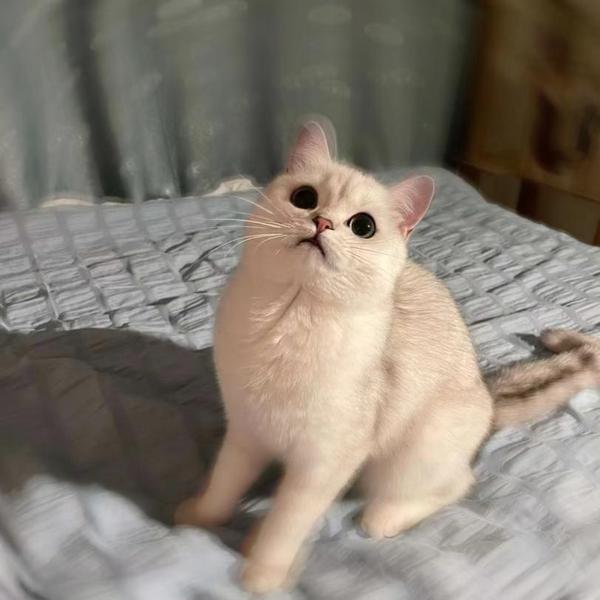 爱肯爱肯拿猫粮怎么样