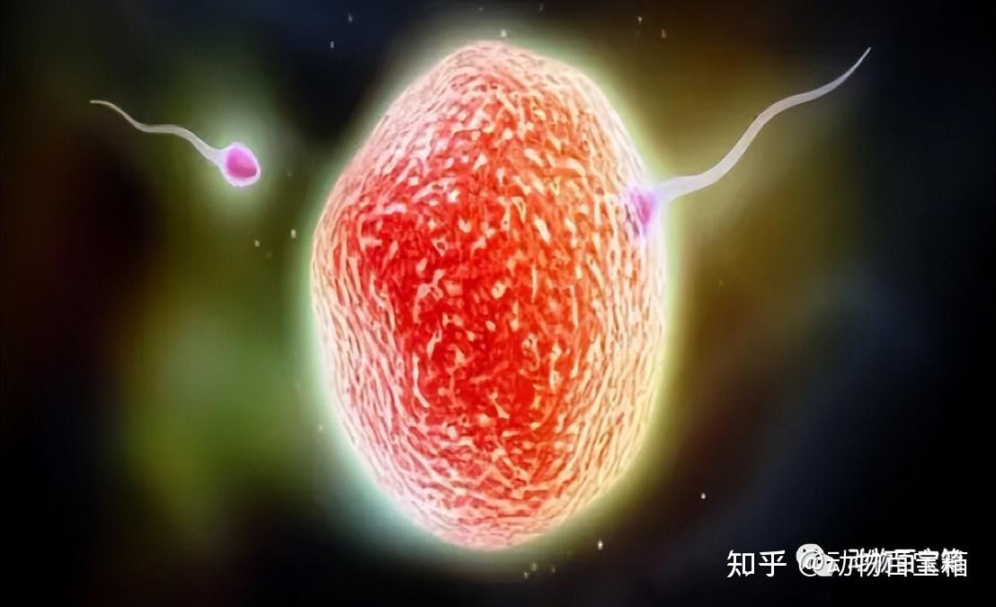 人类受精卵结合那一瞬间,会爆发出巨大闪光,这是为何? - 知乎