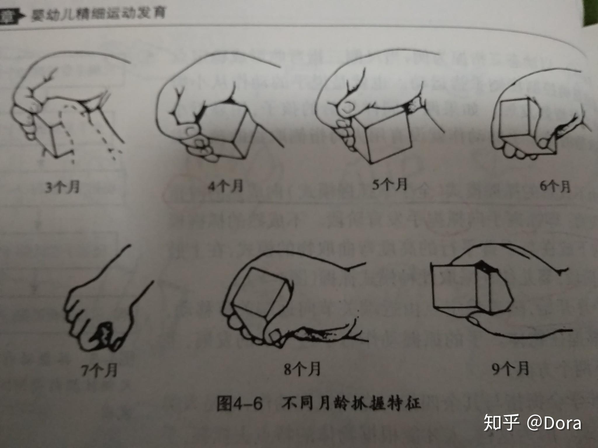 抓握动作发育过程