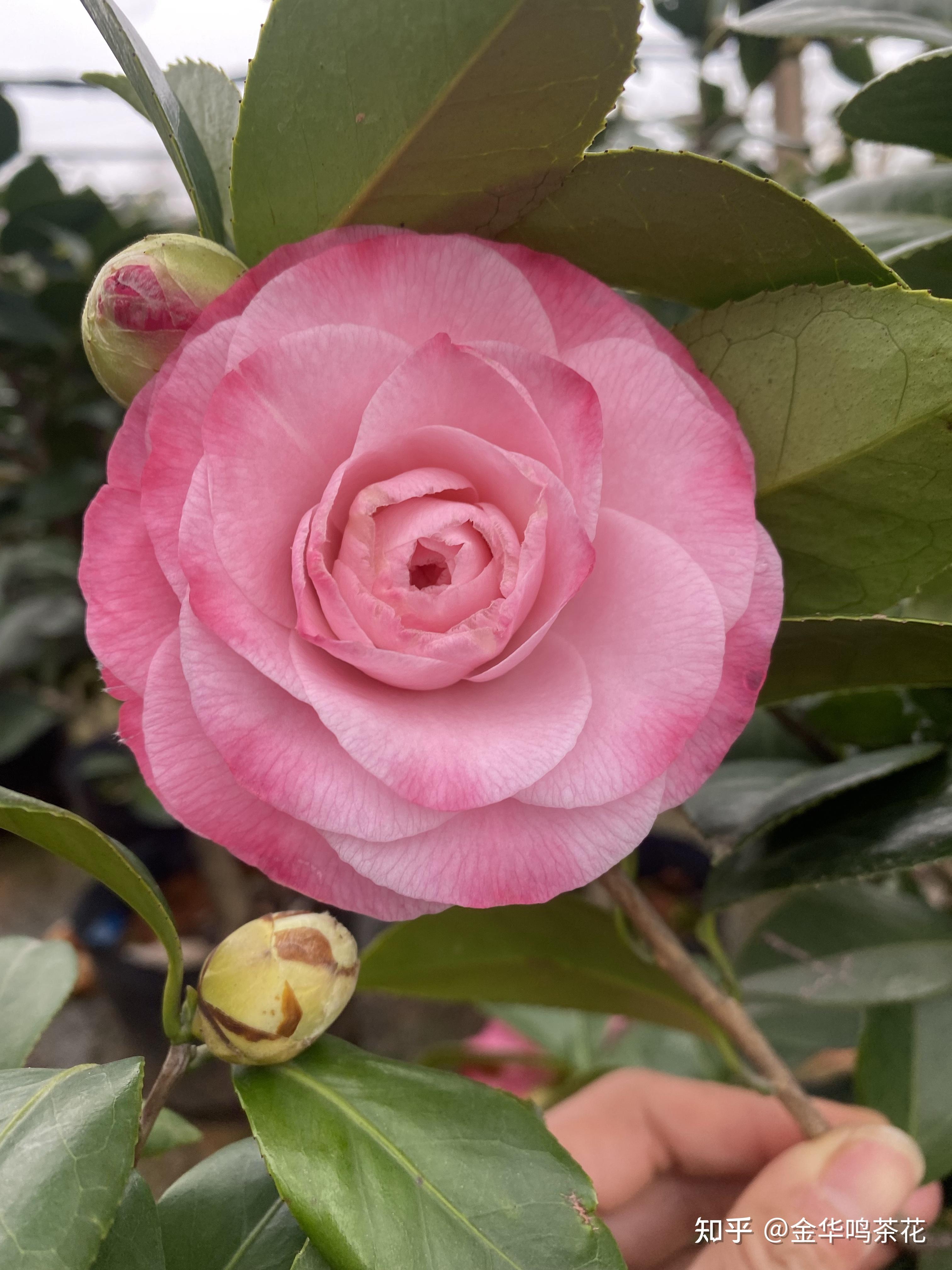 心愿茶花 - 知乎