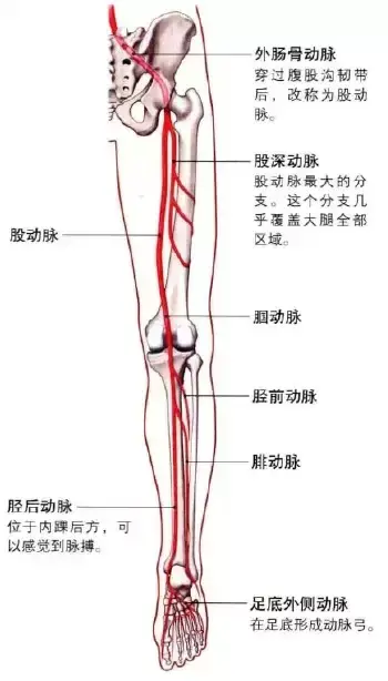 下肢的解剖学知识 人体下肢解剖图 桃丽网