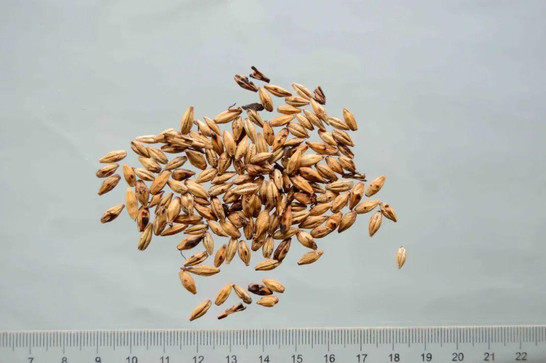 药食同源之品图文大全 - 知乎