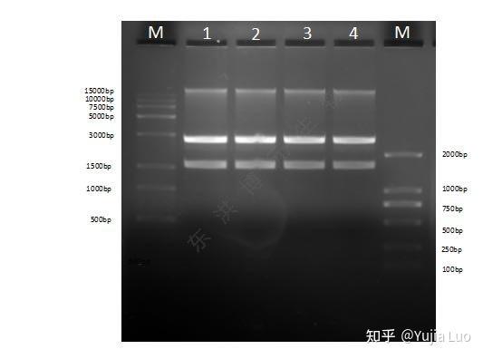 8%琼脂糖凝胶上,进行电泳测试(操作详见琼脂糖凝胶电泳(agarose gel